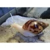 New Achatina reticulata Congosnegl ungdyr Krybdyr