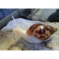 New Achatina reticulata Congosnegl ungdyr Krybdyr
