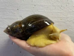 Sale achatina reticulata / Congosnegl XL Krybdyr