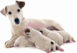 Best Calm Home diffuser REFILL 48 ml til hund Plejemidler Til Hund Med Fokus På Sundhed Og Velvære|Pleje Af Hvalpe - Alt I Plejemidler Til Pels, Poter Og Hud