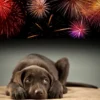 Calm Home Diffusor 48 ml til hund Plejemidler Til Hund Med Fokus På Sundhed Og Velvære|Pleje Af Hvalpe - Alt I Plejemidler Til Pels, Poter Og Hud