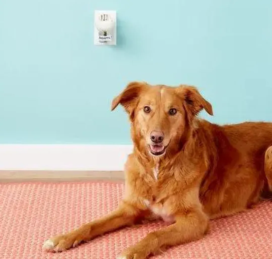 Calm Home Diffusor 48 ml til hund Plejemidler Til Hund Med Fokus På Sundhed Og Velvære|Pleje Af Hvalpe - Alt I Plejemidler Til Pels, Poter Og Hud
