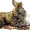 Best AFP Brun Kanin Lille 15x10 cm - nuttet hundebamse til små hunde Hundelegetøj Til Alle Hunde Leg Og Aktivering Året Rundt|Legetøj Til Hvalpe - Sjov Leg, Aktivering Og Tryghed Fra Første Dag