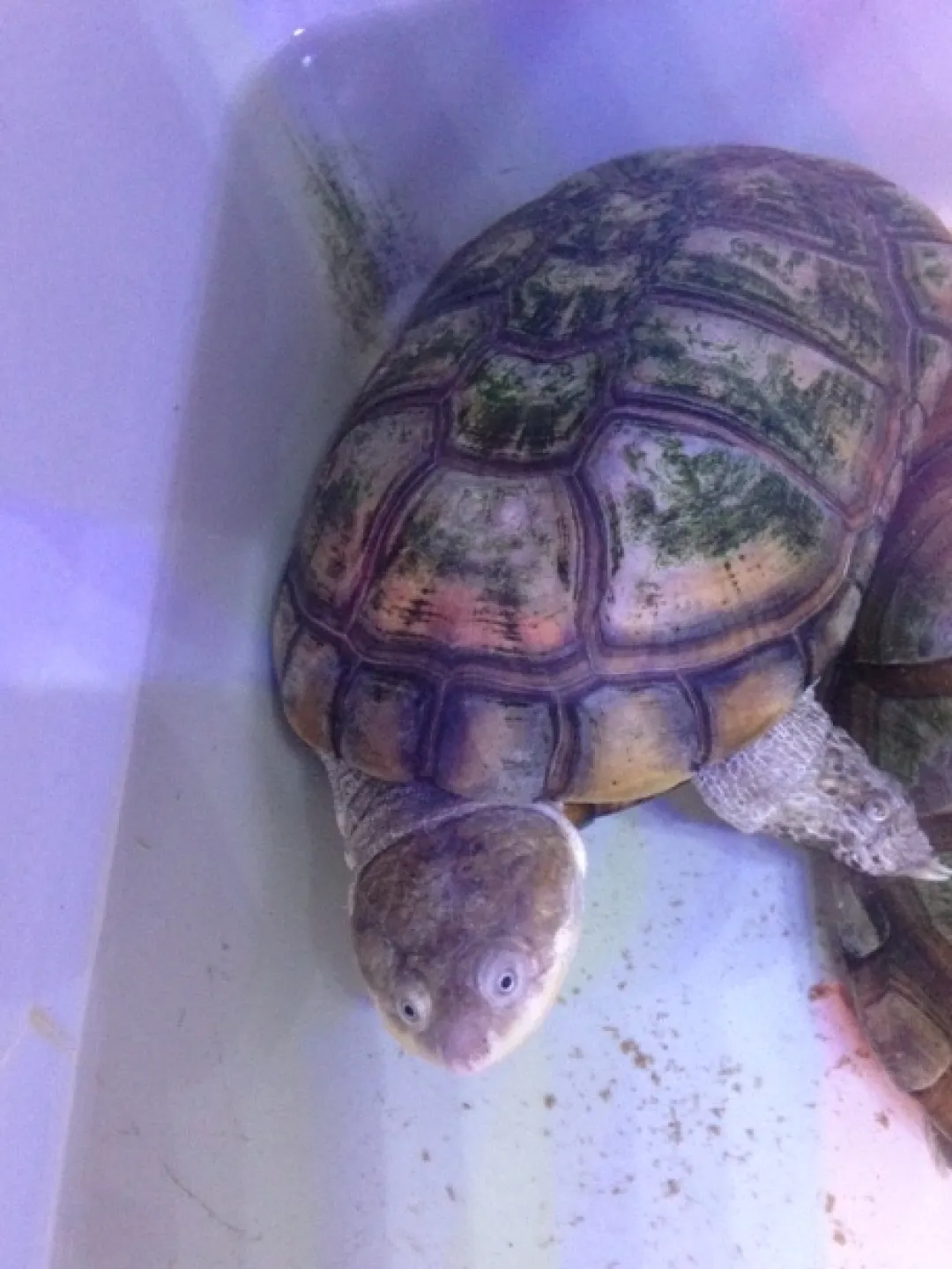 Hot Afrikansk hjelmskildpadde (Pelomedusa subrufa) Krybdyr