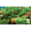 Discount Akvariebaggrund Marin blue / Plant 8 (50 cm høj) 100 cm Akvariebaggrunde