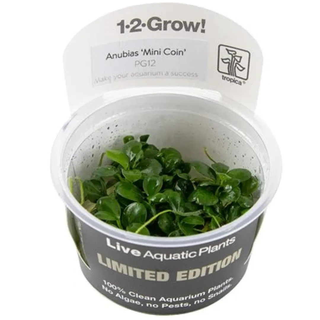 Anubias barteri 'Mini Coin' limited edition Akvarieplanter