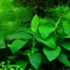 Outlet Anubias barteri var. nana Large potte Akvarieplanter
