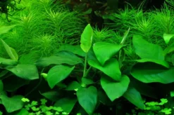 Outlet Anubias barteri var. nana Large potte Akvarieplanter