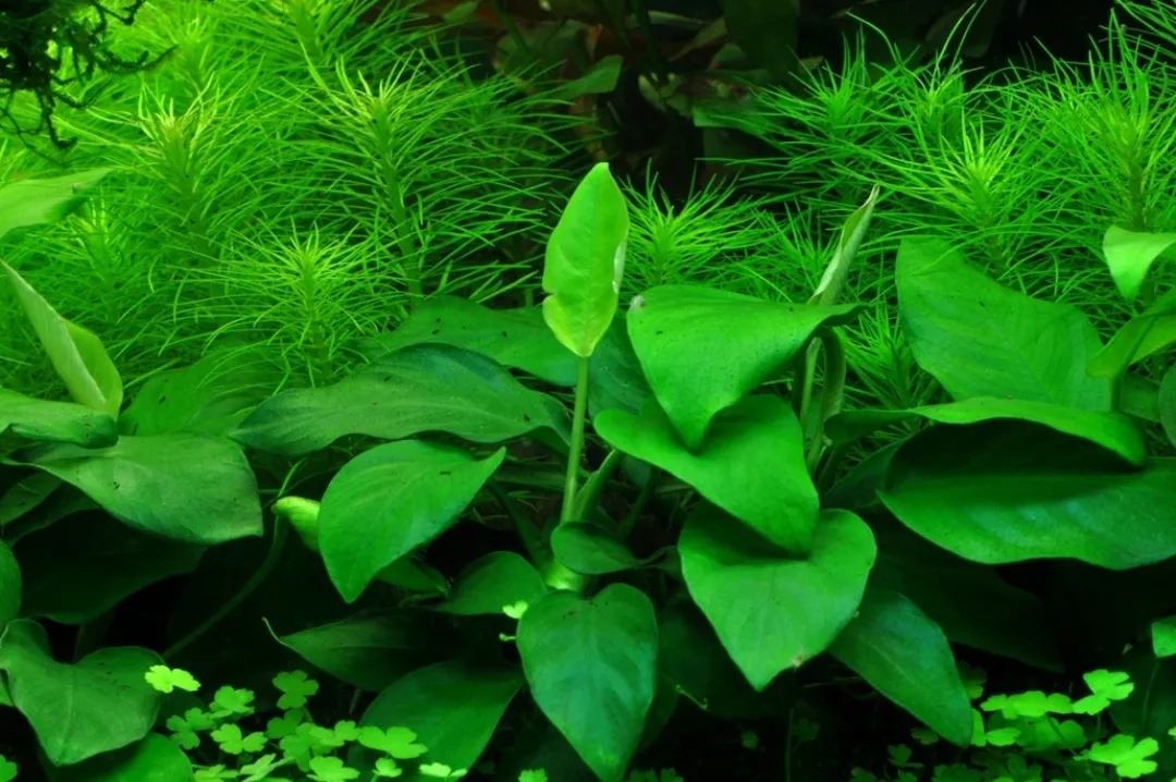 Outlet Anubias barteri var. nana Large potte Akvarieplanter