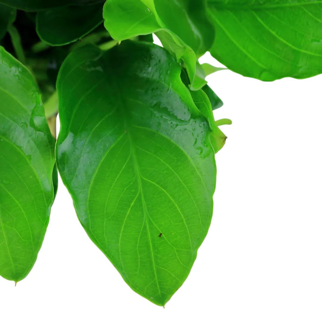 Outlet Anubias barteri var. nana Large potte Akvarieplanter