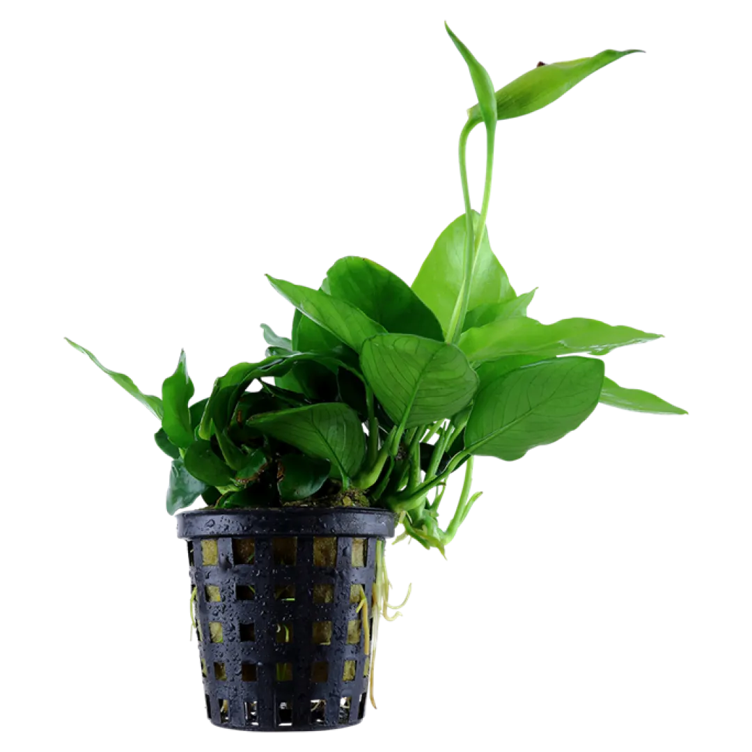 Outlet Anubias barteri var. nana Large potte Akvarieplanter
