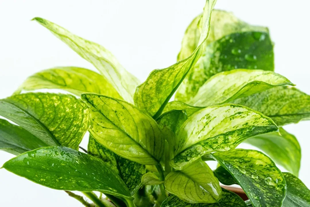 Discount Anubias barteri var. nana Pinto potte Akvarieplanter