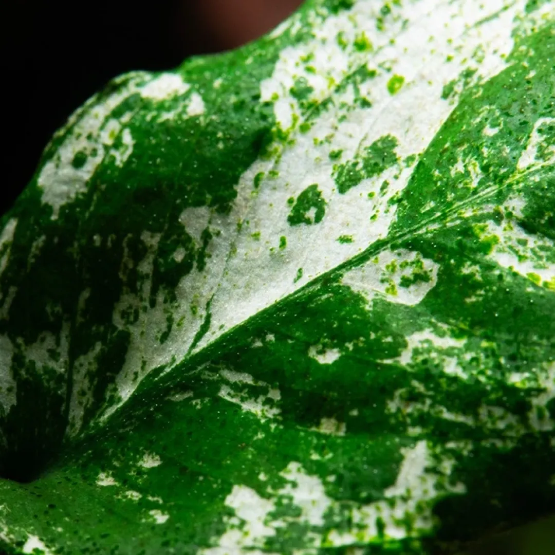 Discount Anubias barteri var. nana Pinto potte Akvarieplanter
