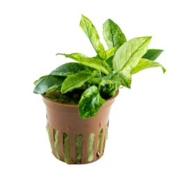 Discount Anubias barteri var. nana Pinto potte Akvarieplanter