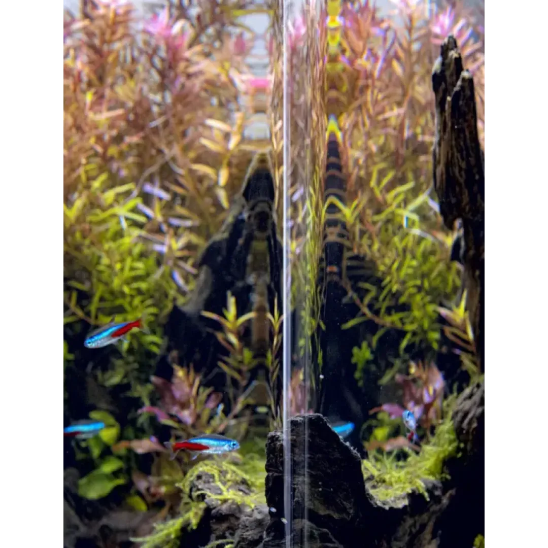 Hot Akvarie Opti Bent Sort 30 Liter Akvarier