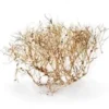 New Aquascaping Root 35-45 cm Aquascaping|Dekoration Til Terrarier