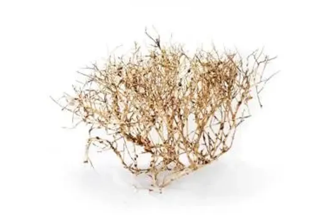 New Aquascaping Root 35-45 cm Aquascaping|Dekoration Til Terrarier