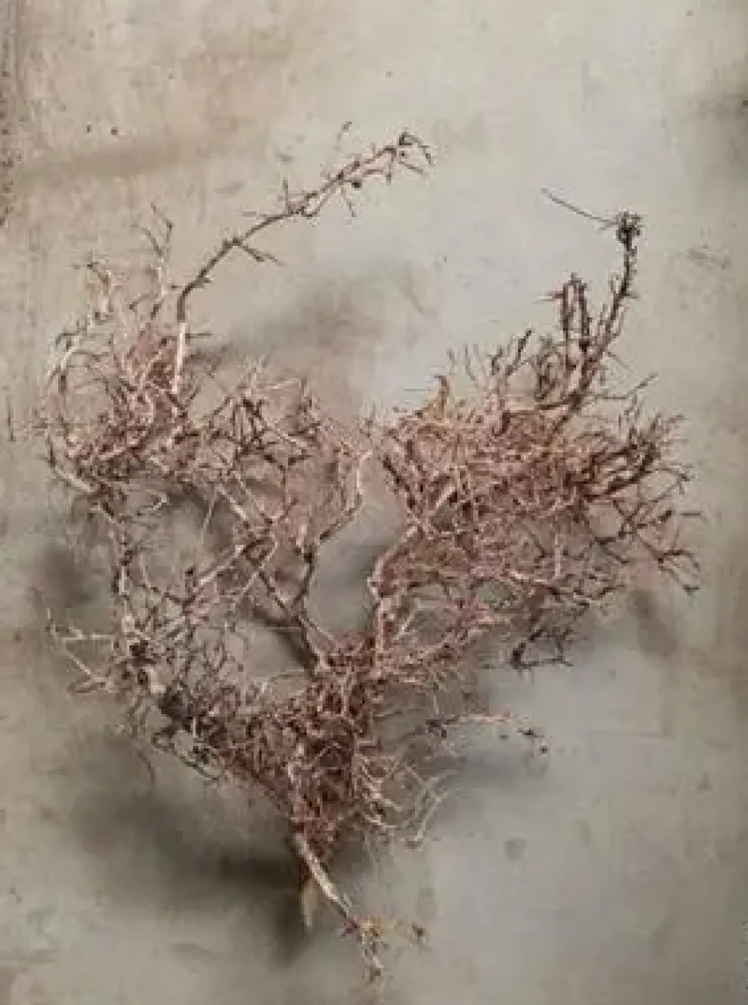 New Aquascaping Root 35-45 cm Aquascaping|Dekoration Til Terrarier
