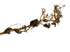 Clearance Aquascaping Root 25-35 cm Aquascaping|Dekoration Til Terrarier