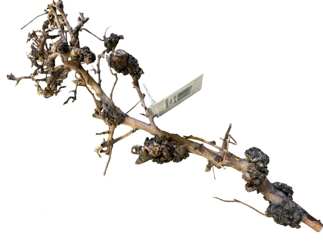 Clearance Aquascaping Root 25-35 cm Aquascaping|Dekoration Til Terrarier