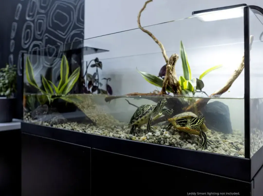 New Aqua Terrarium 80x35x30,5 cm til Sumpskildpadder Terrarier Og Terrarielamper