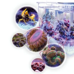 Online Armatus XS Saltvandsakvarium med sump 4 Liter Akvarier Til Saltvandsfisk|Akvarier