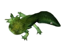 Outlet Axolotl (Ambystoma Mexicanum Green) - det evige larvestadie i akvariet Krybdyr
