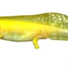 Outlet Axolotl (Ambystoma Mexicanum Gold)- det evige larvestadie i akvariet Krybdyr