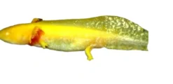 Outlet Axolotl (Ambystoma Mexicanum Gold)- det evige larvestadie i akvariet Krybdyr