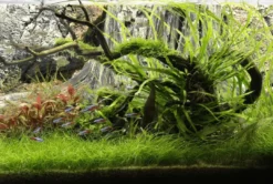New Amazonas 120 cm Akvariebaggrunde