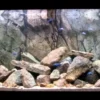 Clearance Rocky-Juwel 120 cm Akvariebaggrunde