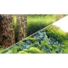 Outlet Baggrund til akvarium Scapers Hill og forest (50 cm høj) 100 cm Akvariebaggrunde