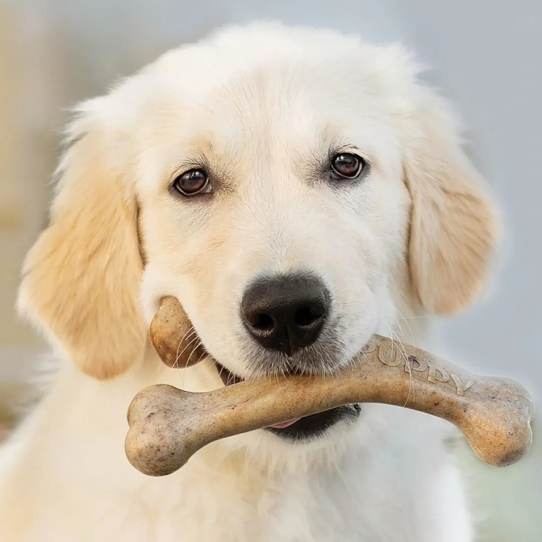 Clearance Puppy Wishbone Bacon M - hvalpe tyggeben med bacon Hundelegetøj Til Alle Hunde Leg Og Aktivering Året Rundt|Legetøj Til Hvalpe - Sjov Leg, Aktivering Og Tryghed Fra Første Dag
