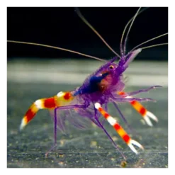Discount Blå Håndboldmålreje (Stenopus tenuirostris) Anemone, Bløddyr Og Snegle Til Saltvand