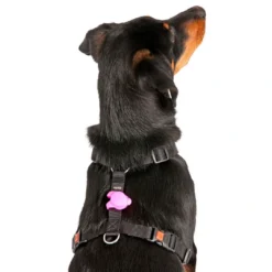 Outlet Blinky silicone hunde lygte Hundetilbehør Til Hvalpe - Tryg Start I Hverdagen|Tilbehør Til Hund - Alt Til En Glad Og Tryg Hverdag For Din Bedste Ven