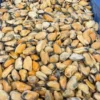 Hot Blåmuslinger uden Skal - 1 kg (Frosne) Fiskefoder Til Ferskvandsfisk