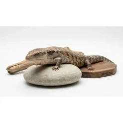 Sale blåtunget skink (Tiliqua scincoides) voksen Krybdyr