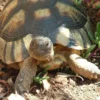 Discount Bredrandet Landskildpadde (Testudo marginata) Krybdyr