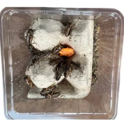 Clearance Brune Fårekyllinger (Gryllus assimilis) Large ca 30 stk Foder & Vitaminer Til Krybdyr