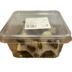 Clearance Brune Fårekyllinger (Gryllus assimilis) Large ca 30 stk Foder & Vitaminer Til Krybdyr