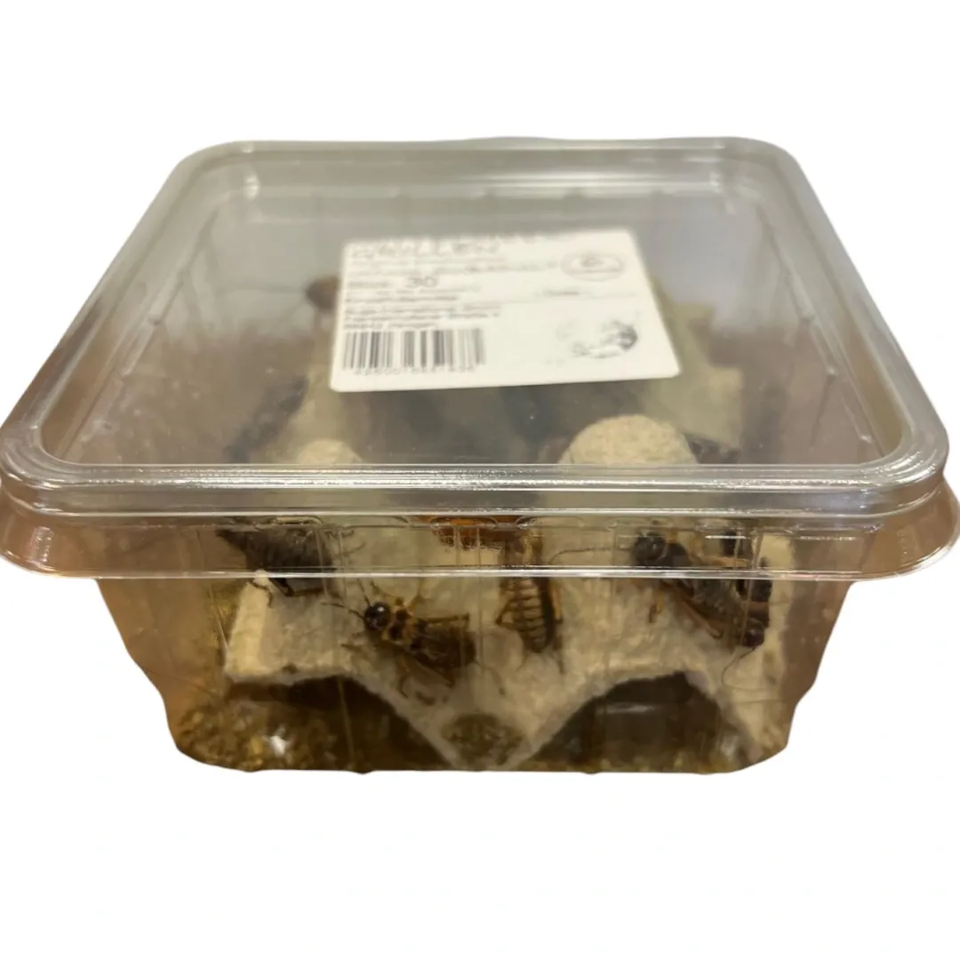 Clearance Brune Fårekyllinger (Gryllus assimilis) Large ca 30 stk Foder & Vitaminer Til Krybdyr