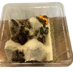 Brune Fårekyllinger (Gryllus assimilis) medium ca 40 stk Foder & Vitaminer Til Krybdyr