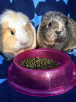 Best Excel Marsvin Solbær & Oregano 1,5 kg - Med C-vitamin Foder & Snack Til Gnavere & Kanin