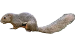 Discount Callosciurus notatus plantain Egern Krybdyr