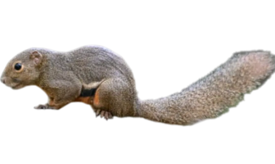 Discount Callosciurus notatus plantain Egern Krybdyr