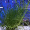 Best Caulerpa racemosa (alge til saltvand) Vindrue alge Saltvandskoraller|Dekoration Til Saltvand