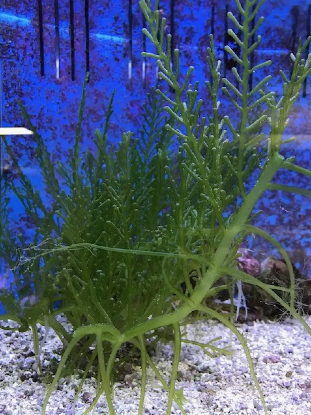 Best Caulerpa racemosa (alge til saltvand) Vindrue alge Saltvandskoraller|Dekoration Til Saltvand