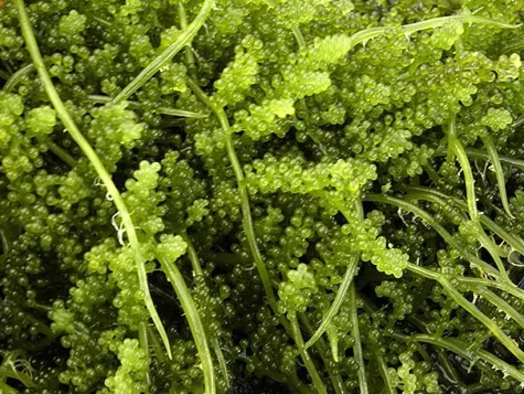 Best Caulerpa racemosa (alge til saltvand) Vindrue alge Saltvandskoraller|Dekoration Til Saltvand