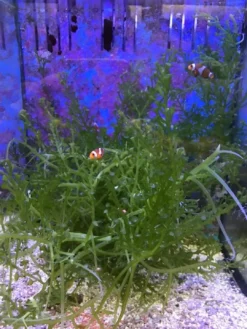 Best Caulerpa racemosa (alge til saltvand) Vindrue alge Saltvandskoraller|Dekoration Til Saltvand