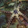 Sale Celerina Heffermani søstjerne Anemone, Bløddyr Og Snegle Til Saltvand